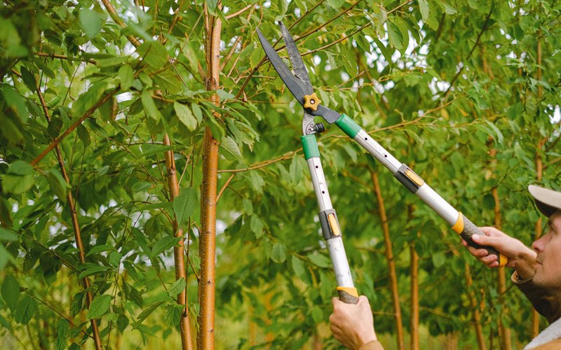Tree trimming in Galatia, IL